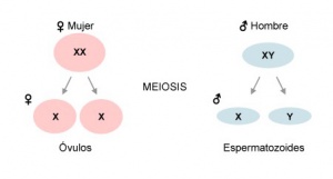 ¿Se puede cambiar el sexo?