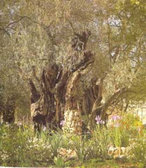 La oraci&oacute;n de Jes&uacute;s en el Getseman&iacute;