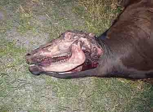 Sacrificios modernos a dioses diabólicos