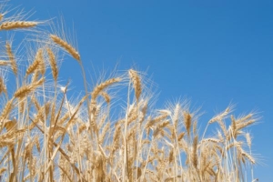 Celebración de Pentecotés