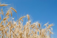 Celebraci&oacute;n de Pentecot&eacute;s